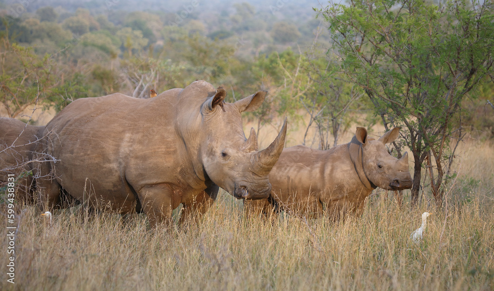 Breitmaulnashorn und Rotschnabel-Madenhacker / Square-lipped rhinoceros and Red-billed oxpecker / Ceratotherium simum et Buphagus erythrorhynchus. Breitmaulnashorn und Rotschnabel-Madenhacker / Square-lipped rhinoceros and Red-billed oxpecker / Ceratotherium simum et Buphagus erythrorhynchus.