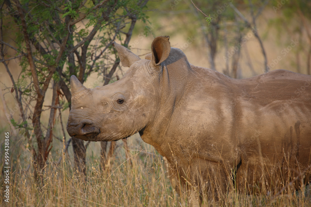 Fototapeta premium Breitmaulnashorn / Square-lipped rhinoceros / Ceratotherium simum.