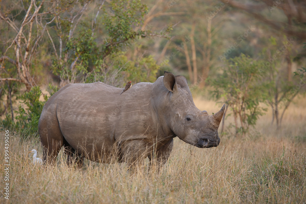 Naklejka premium Breitmaulnashorn und Rotschnabel-Madenhacker / Square-lipped rhinoceros and Red-billed oxpecker / Ceratotherium simum et Buphagus erythrorhynchus.