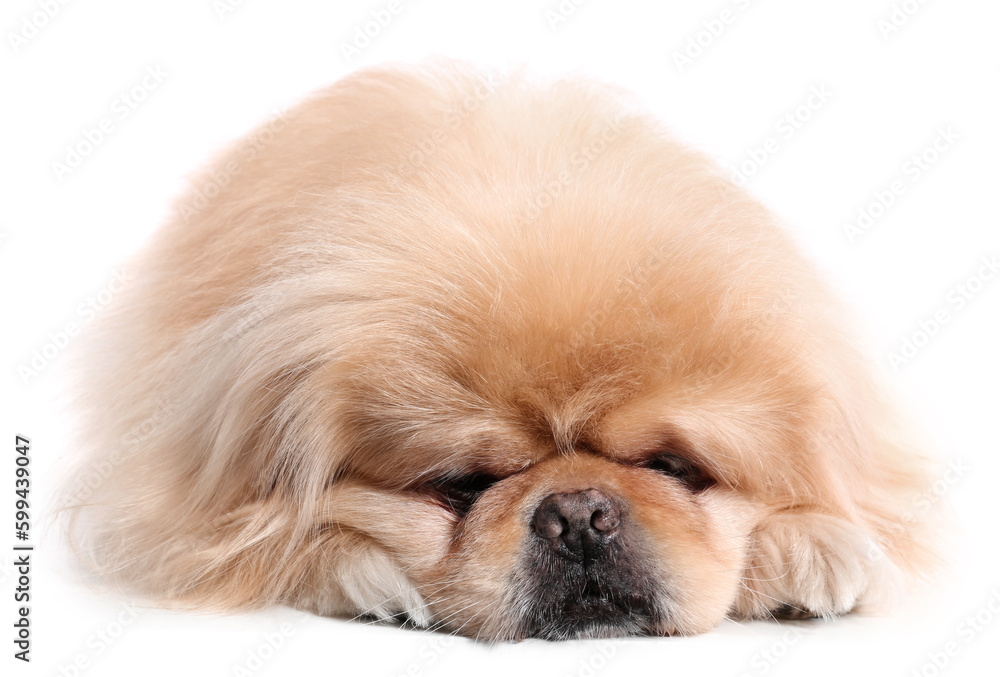 Cute dog on white background Cute dog on white background