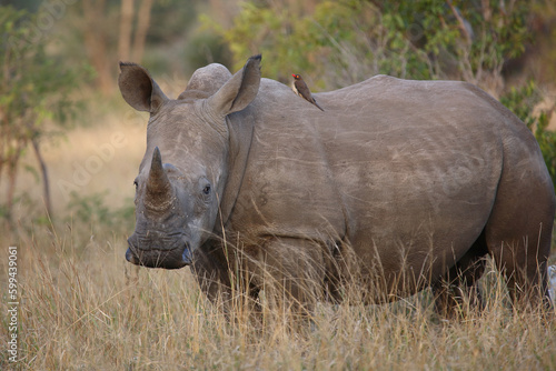 Breitmaulnashorn und Rotschnabel-Madenhacker   Square-lipped rhinoceros and Red-billed oxpecker   Ceratotherium simum et Buphagus erythrorhynchus.