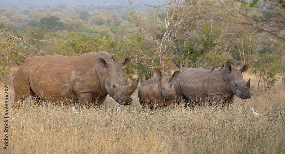 Breitmaulnashorn / Square-lipped rhinoceros / Ceratotherium simum. Breitmaulnashorn / Square-lipped rhinoceros / Ceratotherium simum.