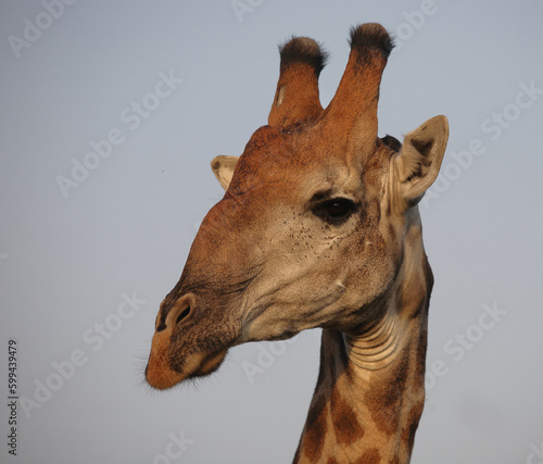 Canvas Print Giraffe / Giraffe / Giraffa camelopardalis