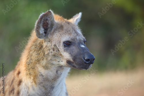 Tüpfelhyäne / Spotted hyaena / Crocuta crocuta