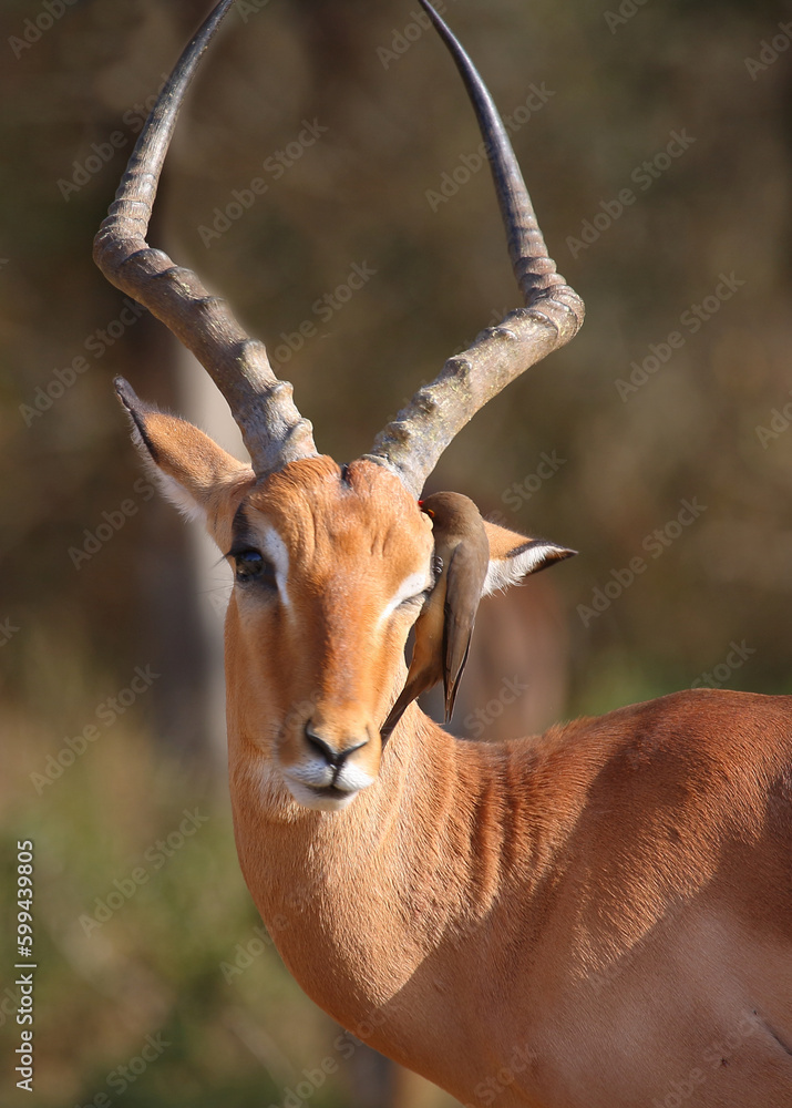 Schwarzfersenantilope / Impala / Aepyceros melampus Schwarzfersenantilope / Impala / Aepyceros melampus