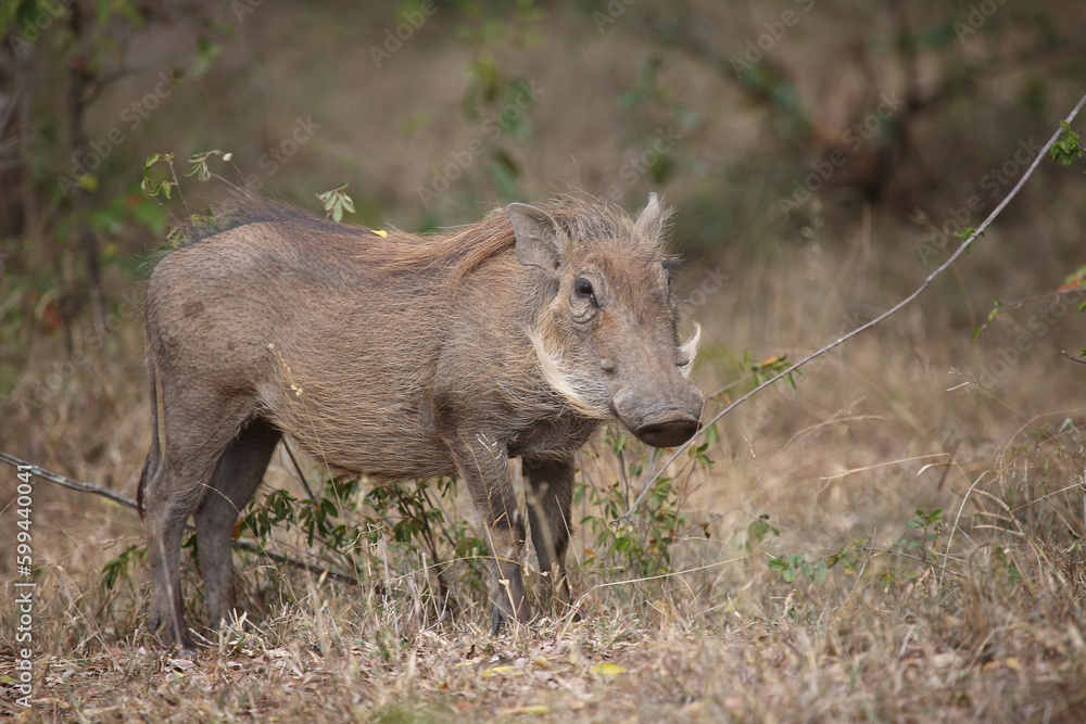 Warzenschwein / Warthog / Phacochoerus africanus Warzenschwein / Warthog / Phacochoerus africanus