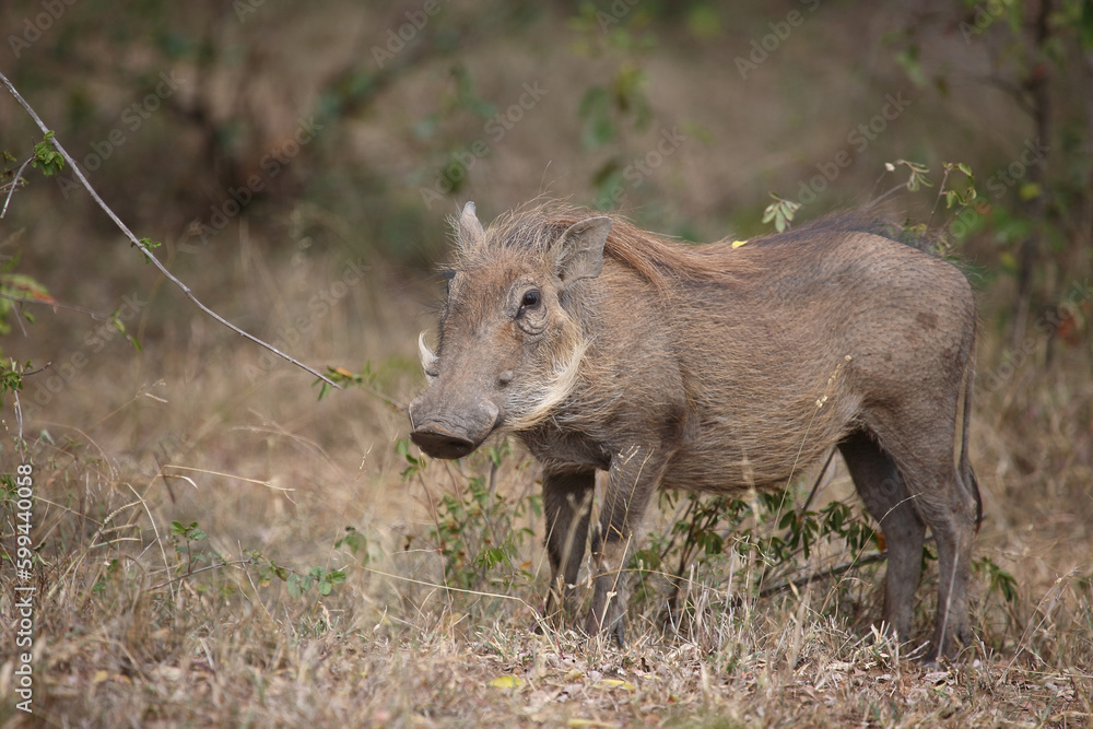 Warzenschwein / Warthog / Phacochoerus africanus