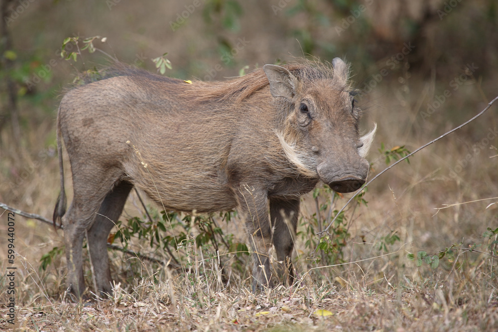 Warzenschwein / Warthog / Phacochoerus africanus Warzenschwein / Warthog / Phacochoerus africanus