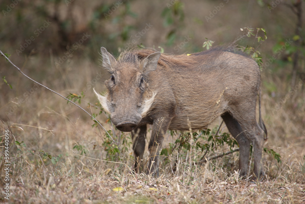 Warzenschwein / Warthog / Phacochoerus africanus Warzenschwein / Warthog / Phacochoerus africanus