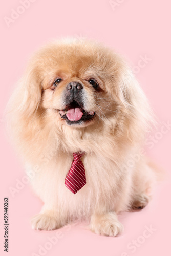 Cute dog with necktie on pink background