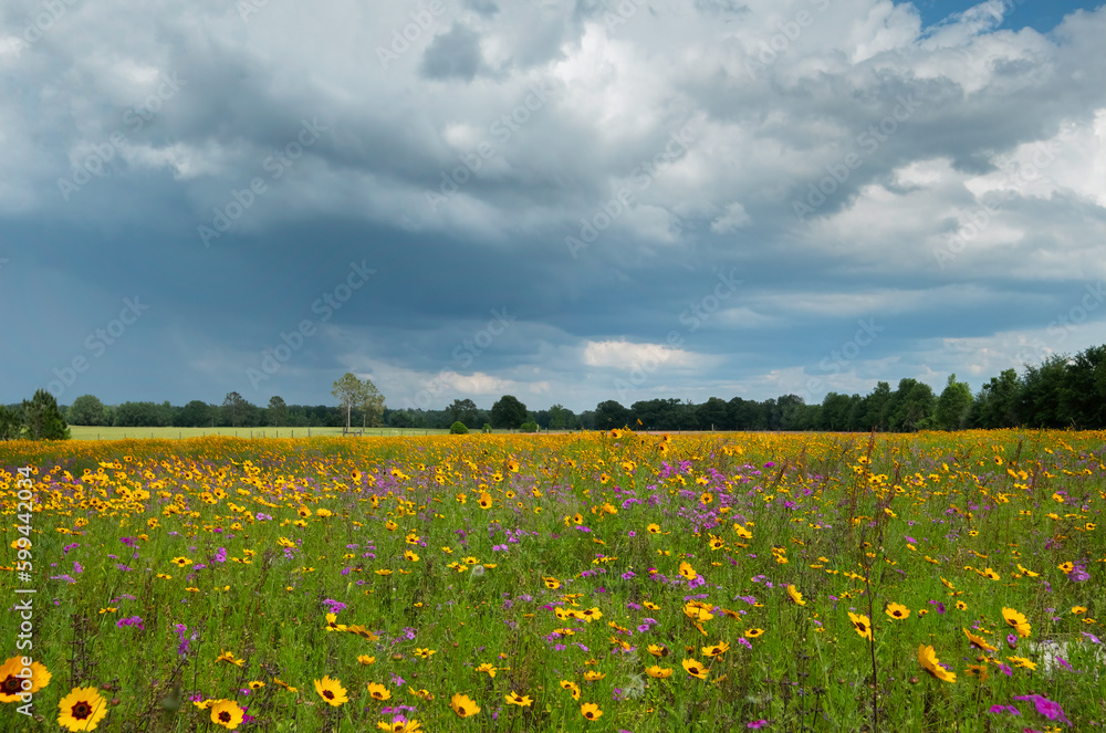 Obraz premium Suwannee County Countryside, Florida