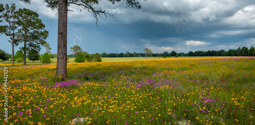 Suwannee County Countryside, Florida