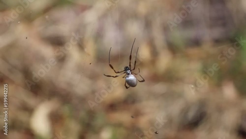 Close Up Of Female Australian Golden Orb Spider Weaving A New Web photo