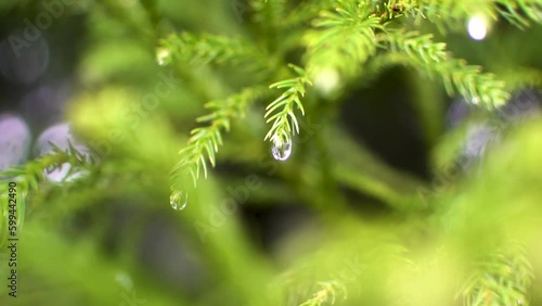Water drop hunging in green leave of pine tree during a rainstorm in slow motion
