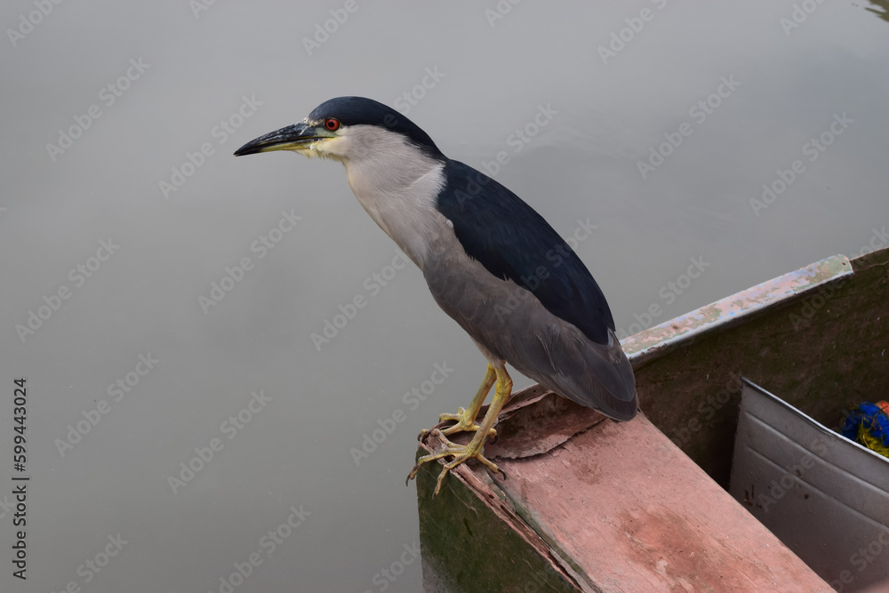 Heron, short neck, ruby red eyes, yellow legs, body with grey and white feathers,night bird, migratory, attentive observation of the water, boat stop, on a lagoon . Heron, short neck, ruby red eyes, yellow legs, body with grey and white feathers,night bird, migratory, attentive observation of the water, boat stop, on a lagoon .