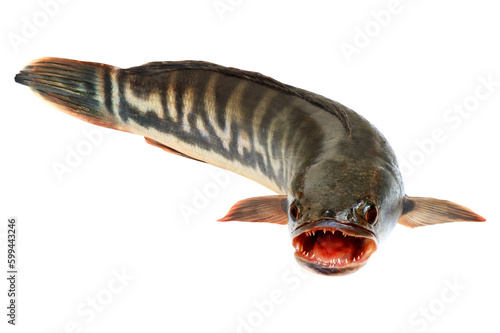 Giant snakehead fish isolated on white background photo