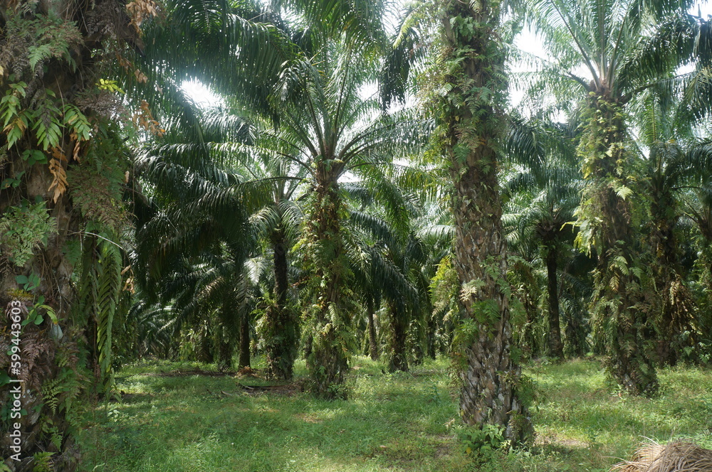 Oil palm plantation located on the causeway of Sumatra, Indonesia. Oil palm plantation located on the causeway of Sumatra, Indonesia.
