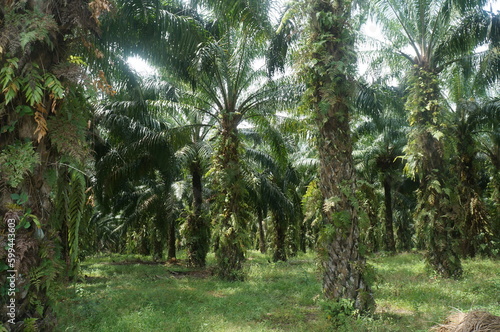 Oil palm plantation located on the causeway of Sumatra  Indonesia.