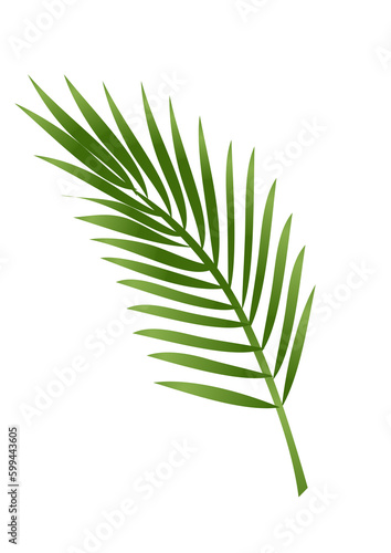 Palm leaf