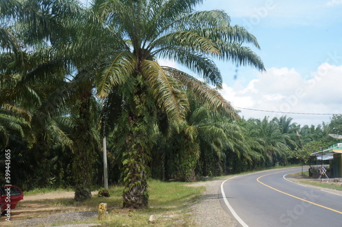palm trees on the road © Fadhila