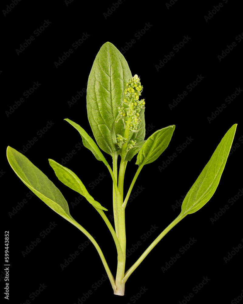 Green spinach leaves, isolated on black background Green spinach leaves, isolated on black background