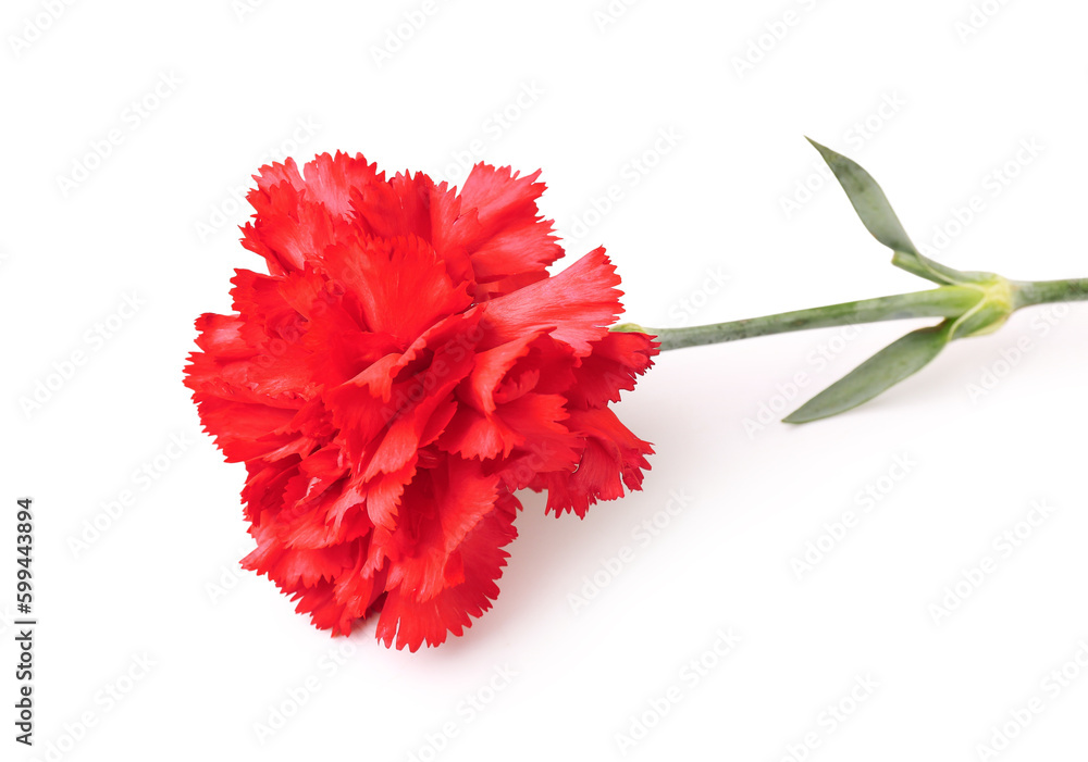 Red carnation on white background Red carnation on white background