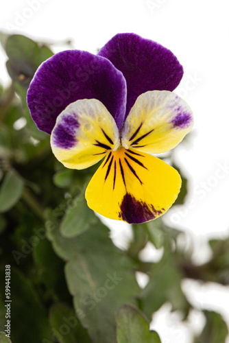 Viola tricolor  lat. Johnny Jump up  or Viola cornuta  lat. Horned Violet  isolated on white background