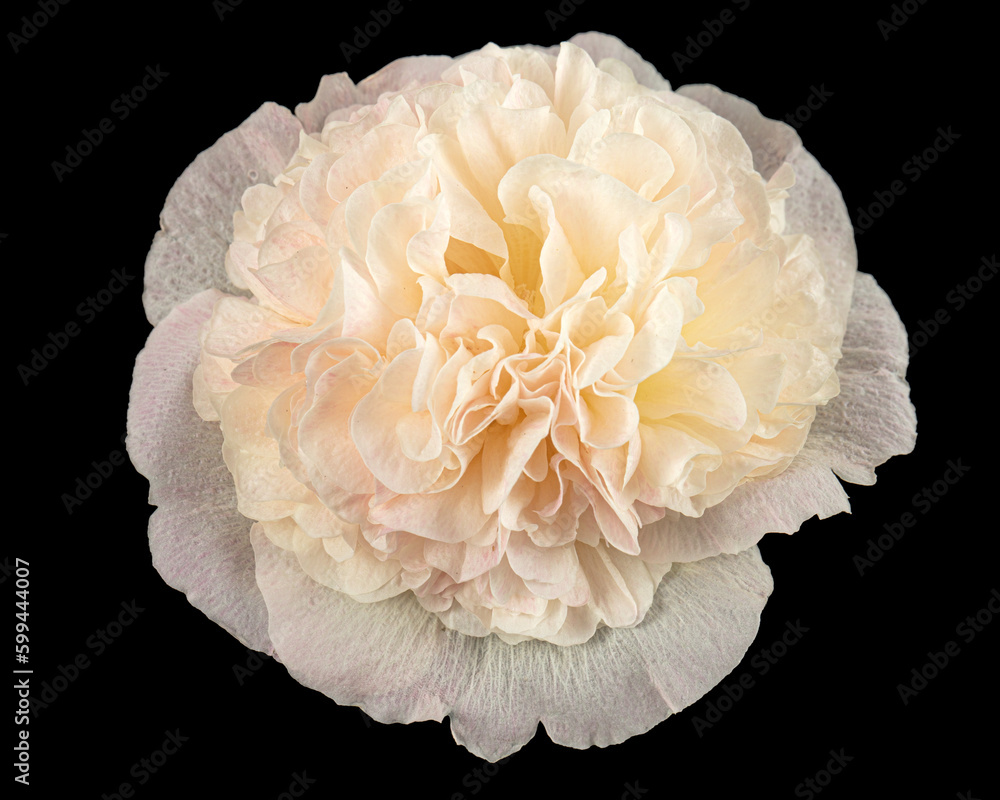 Cream mallow flower isolated on black background Cream mallow flower isolated on black background