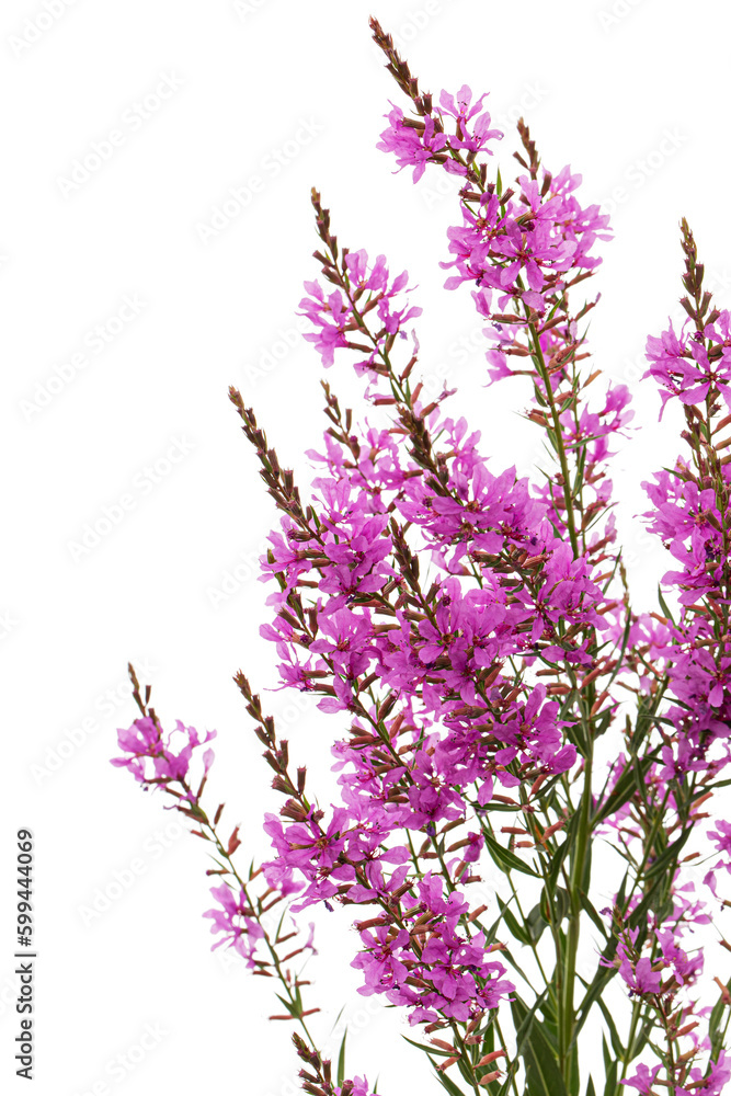 Naklejka premium Lythrum salicaria flowers isolated on white background