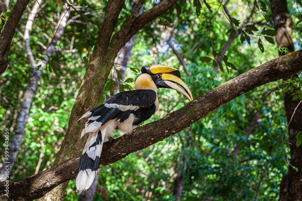 Hornbills are large, endangered, fruit-eating birds found across Asian forests with only certain fleshy fruit trees .Hornbills have large beaks and crests..Hornbills live in rich deep forests. Hornbills are large, endangered, fruit-eating birds found across Asian forests with only certain fleshy fruit trees .Hornbills have large beaks and crests..Hornbills live in rich deep forests.