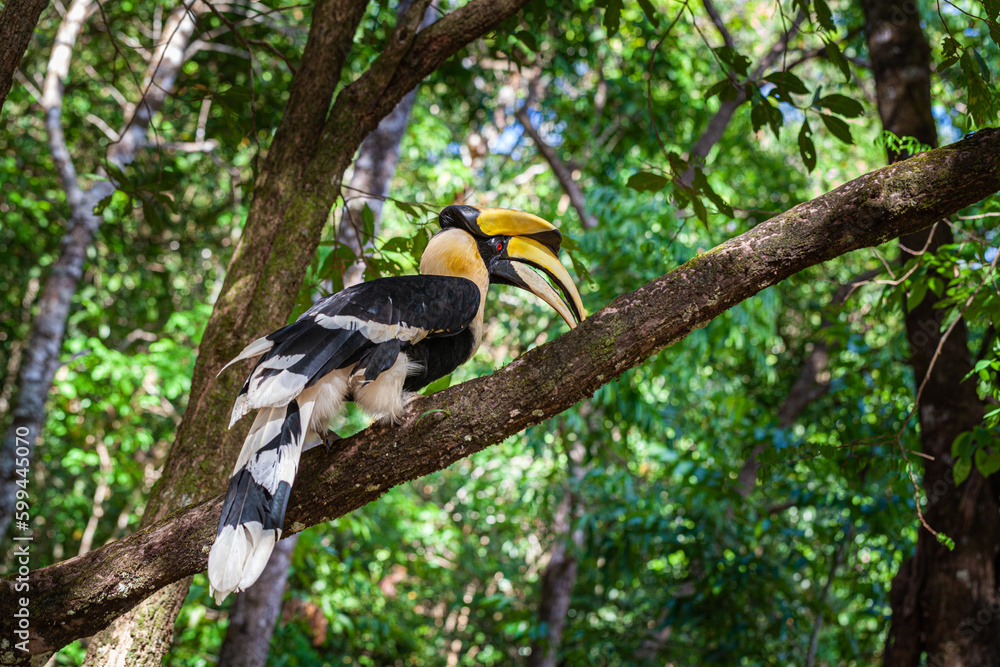 Naklejka premium Hornbills are large, endangered, fruit-eating birds found across Asian forests with only certain fleshy fruit trees .Hornbills have large beaks and crests..Hornbills live in rich deep forests.