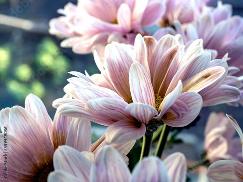 bouquet of delicate pale pink chrysanthemums  macro