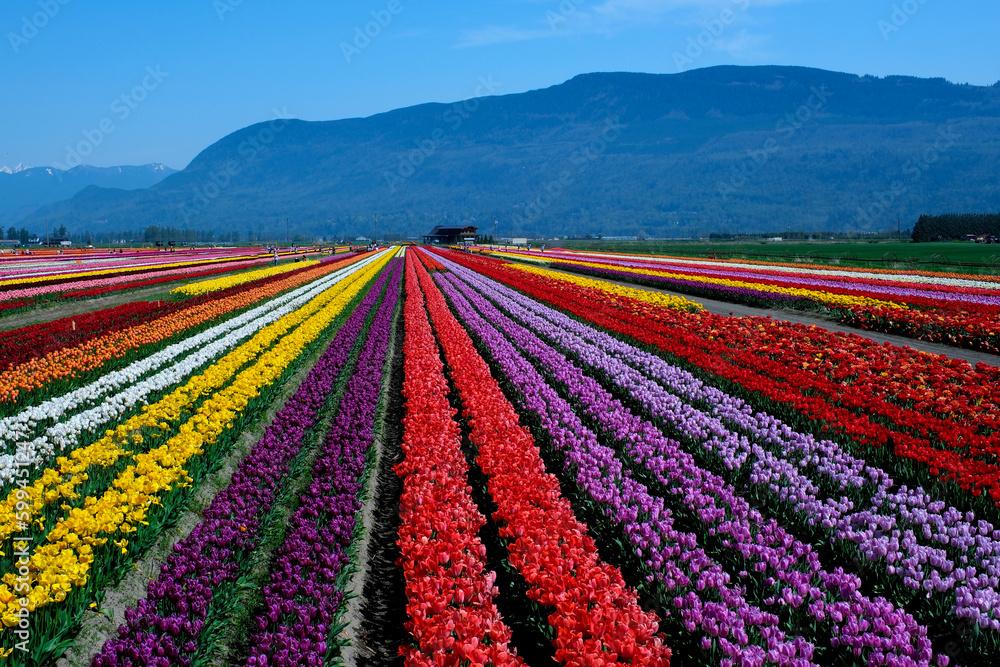 Tulips Colorful blooming flowers on plantation farm field at sunny spring day with mountains and highway on background. British Columbia Canada ABBOTSFORD TULIP FESTIVAL 2023 