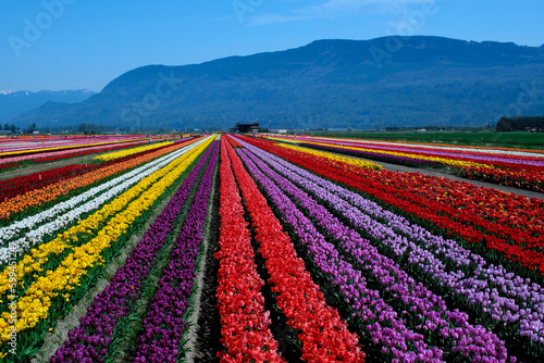 Photo Tulips Colorful blooming flowers on plantation farm field at sunny spring day with mountains and highway on background