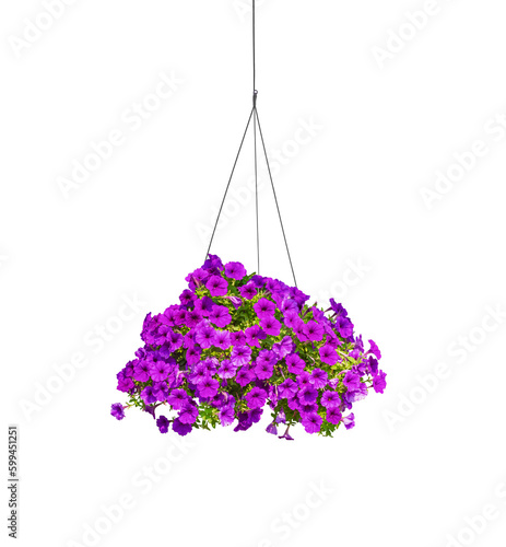 Beautiful purple Petunia Flowers are blooming in hanging flower pot on transparent background, Png file