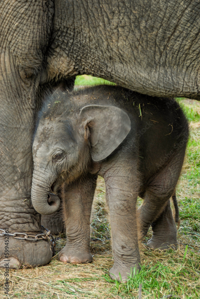 Fototapeta premium asian baby elephant not African elephant stand run and fun under mother leg to play. Elephant wildlife animal lovely cute and clever. tourist traveling and visit pachyderm family village park.