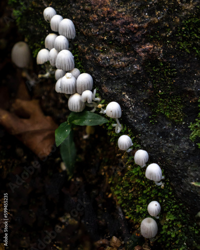 mushrooms on a tree photo