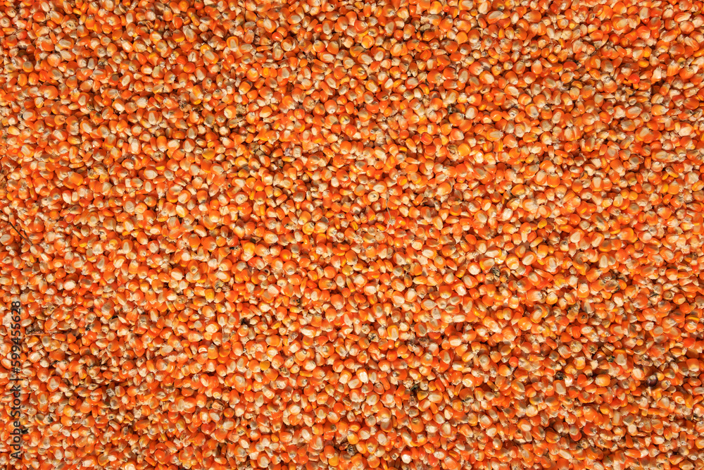 full frame top view Raw dried corn seeds or corn kernels drying in the sun on the ground.