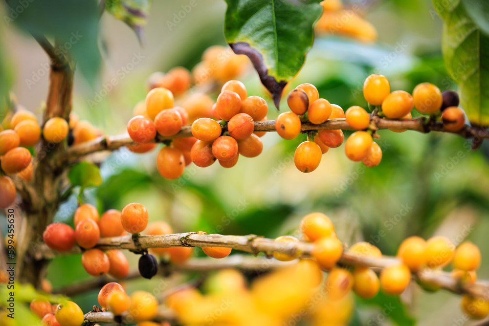 Organic yellow coffee, raw coffee bean on coffee tree plantation north of chiang rai thailand, close up  to soft focus