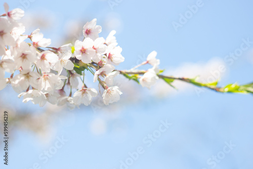 Close up of beautiful Sakura cherry blossoms against blue sky, wallpaper background