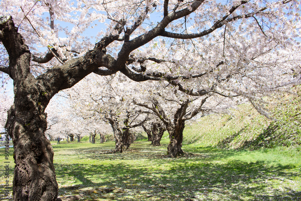 Walkway under the cherry blossom sakura tree which is the romantic atmosphere scene in Japan Walkway under the cherry blossom sakura tree which is the romantic atmosphere scene in Japan