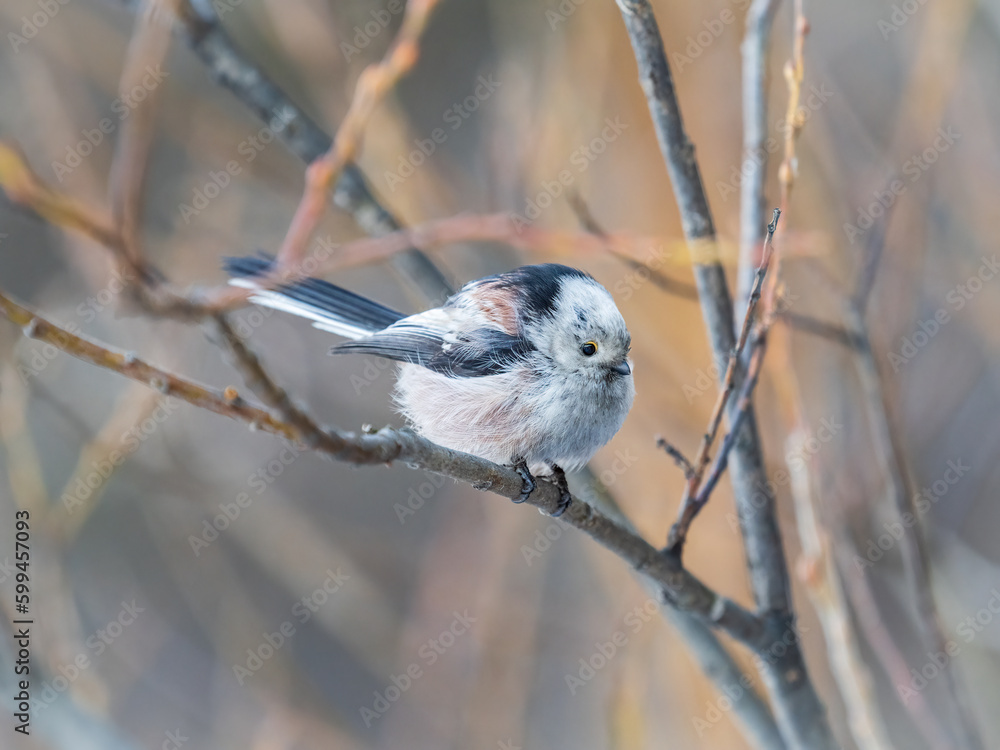 Naklejka premium European long-tailed tit, latin name Aegithalos caudatus. A bird sitting on a branch in a deciduous forest.