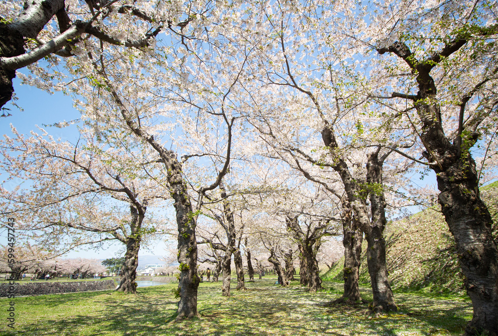 Walkway under the cherry blossom sakura tree which is the romantic atmosphere scene in Japan Walkway under the cherry blossom sakura tree which is the romantic atmosphere scene in Japan
