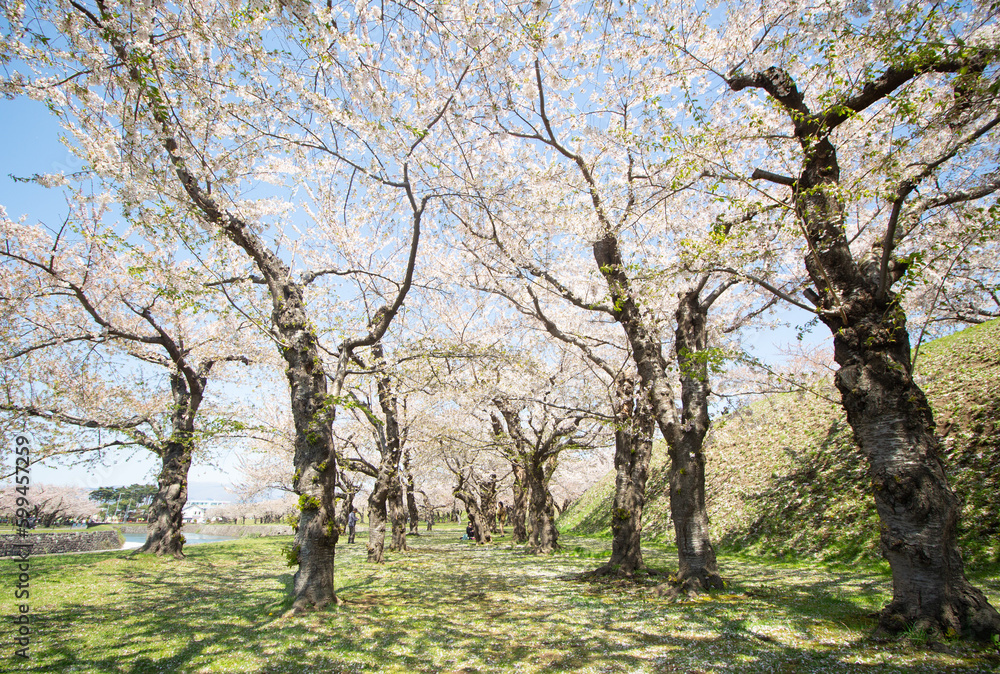Walkway under the cherry blossom sakura tree which is the romantic atmosphere scene in Japan Walkway under the cherry blossom sakura tree which is the romantic atmosphere scene in Japan