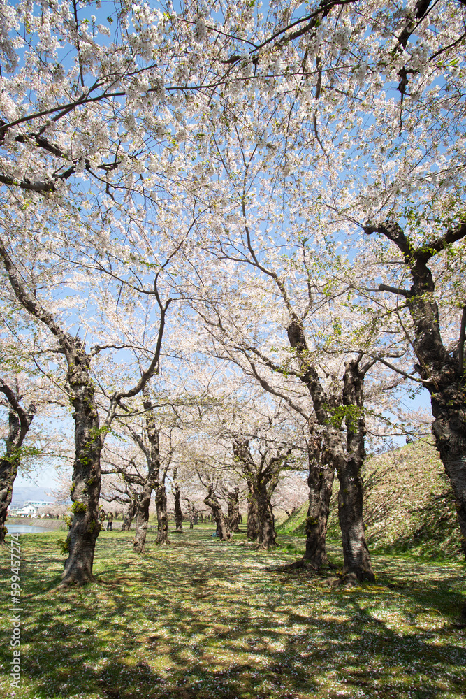 Beautiful scenery of Goryokaku Park in cherry blossom (Sakura) season in Hakodate, Hokkaido, Japan. Vertical Image Beautiful scenery of Goryokaku Park in cherry blossom (Sakura) season in Hakodate, Hokkaido, Japan. Vertical Image