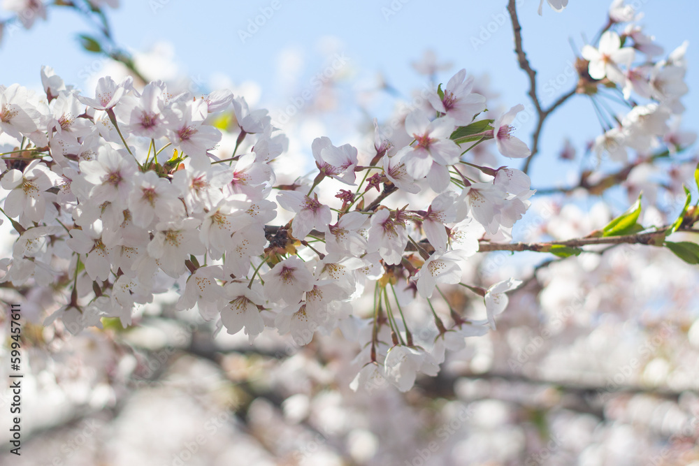 Beautiful and cute cherry blossom (Sakura) against blue sky, Hakodate, Hokkaido, Japan. Wallpaper background Beautiful and cute cherry blossom (Sakura) against blue sky, Hakodate, Hokkaido, Japan. Wallpaper background