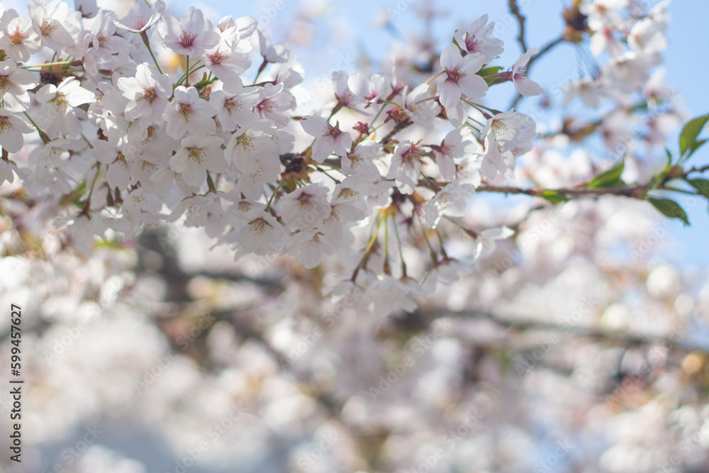 Beautiful and cute cherry blossom (Sakura) against blue sky, Hakodate, Hokkaido, Japan. Wallpaper background Beautiful and cute cherry blossom (Sakura) against blue sky, Hakodate, Hokkaido, Japan. Wallpaper background