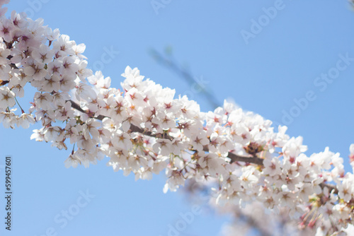 Beautiful and cute cherry blossom  Sakura  against blue sky  Hakodate  Hokkaido  Japan. Wallpaper background