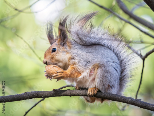 The squirrel with nut sits on a branches in the spring or summer.