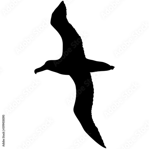 Albatross bird silhouette